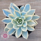 Echeveria desmetiana v subsessilis variegata