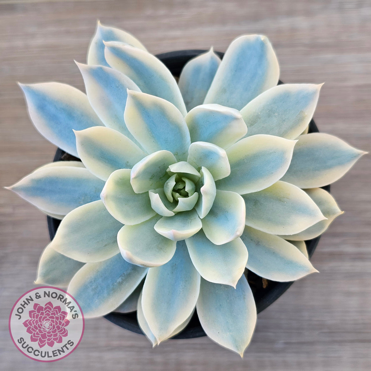 Echeveria desmetiana v subsessilis variegata