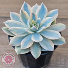 Echeveria desmetiana v subsessilis variegata