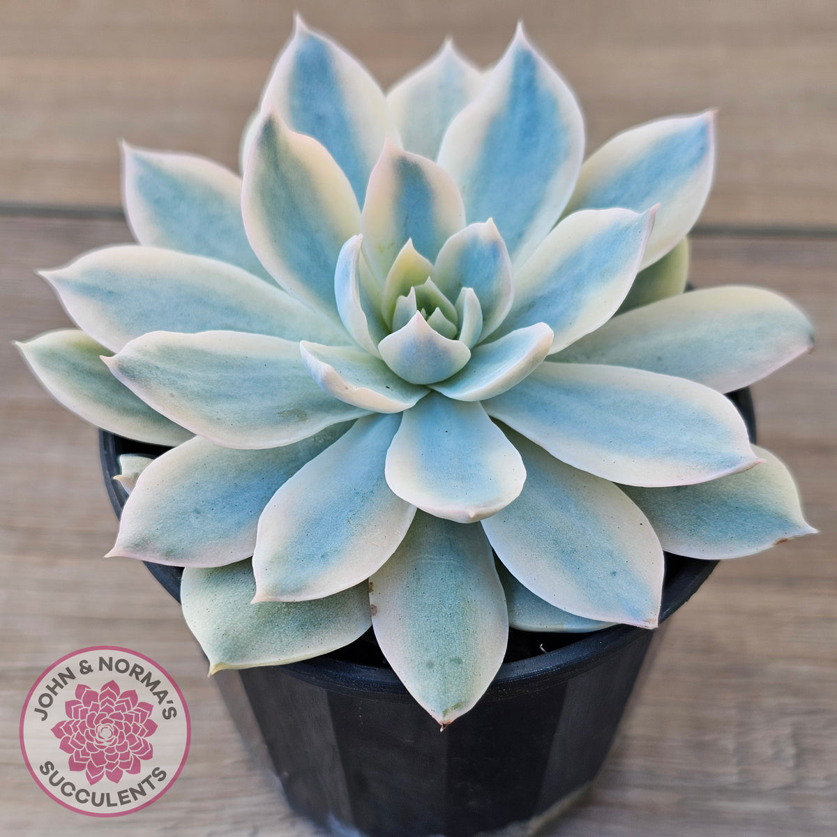 Echeveria desmetiana v subsessilis variegata