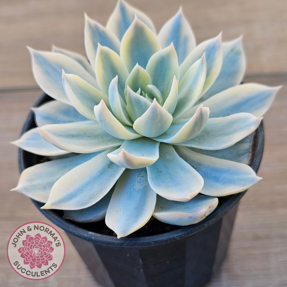 Echeveria desmetiana v subsessilis variegata