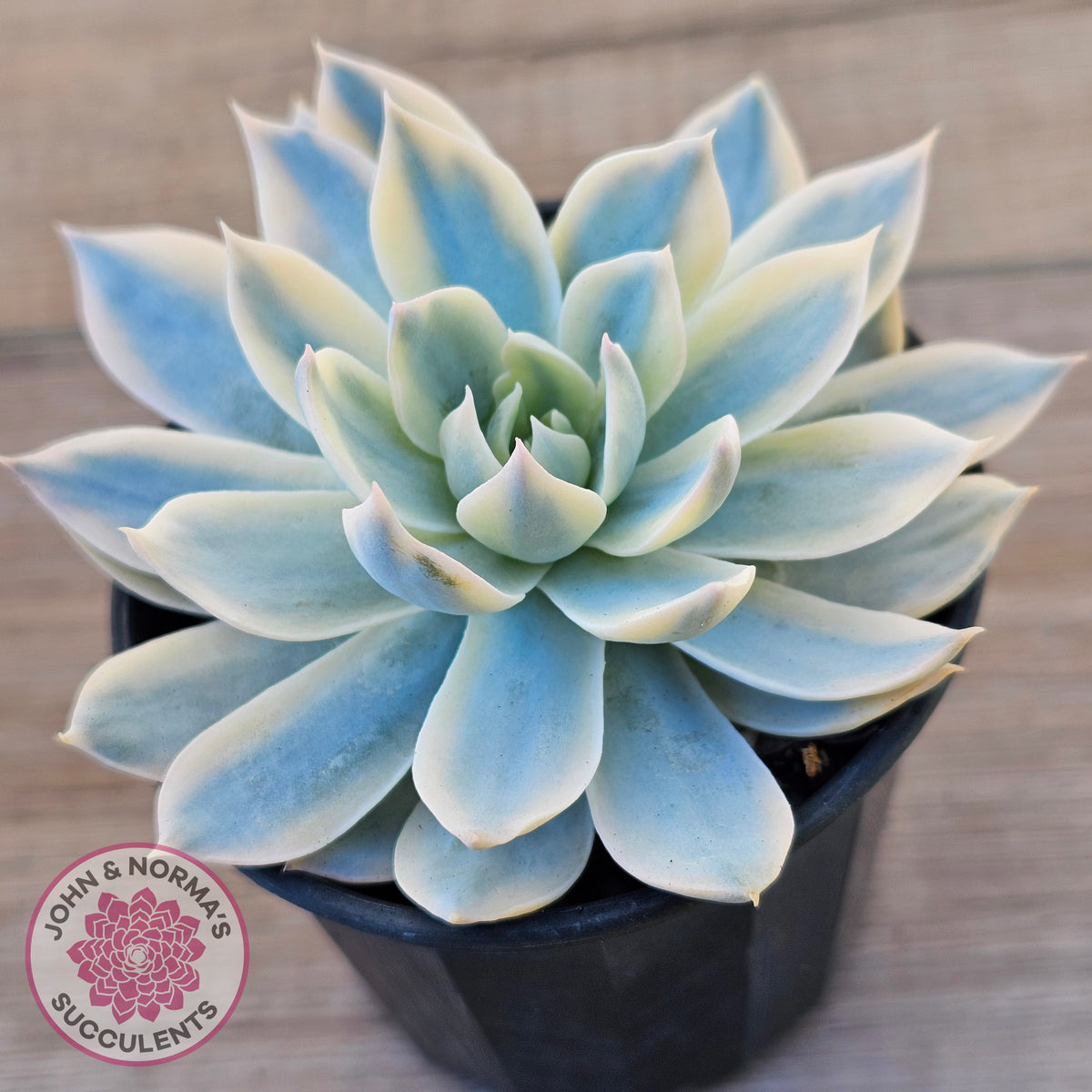 Echeveria desmetiana v subsessilis variegata