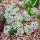 Echeveria elegans 'Mexican Snowball'
