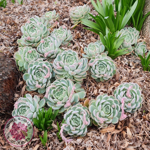 Echeveria elegans 'Mexican Snowball' Cutting/s - John & Norma's Succulents Australia