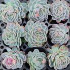 Echeveria elegans 'Mexican Snowball' Cutting/s