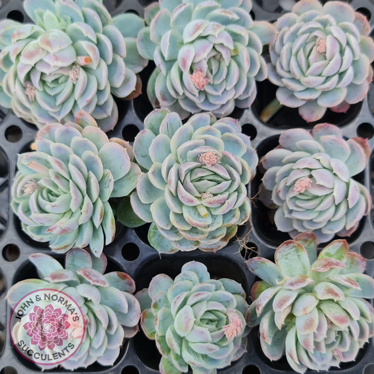 Echeveria elegans 'Mexican Snowball' Cutting/s