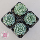 Echeveria elegans 'Mexican Snowball'