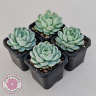 Echeveria elegans 'Mexican Snowball'