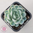 Echeveria elegans 'Mexican Snowball'