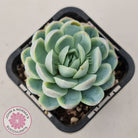 Echeveria elegans 'Mexican Snowball'