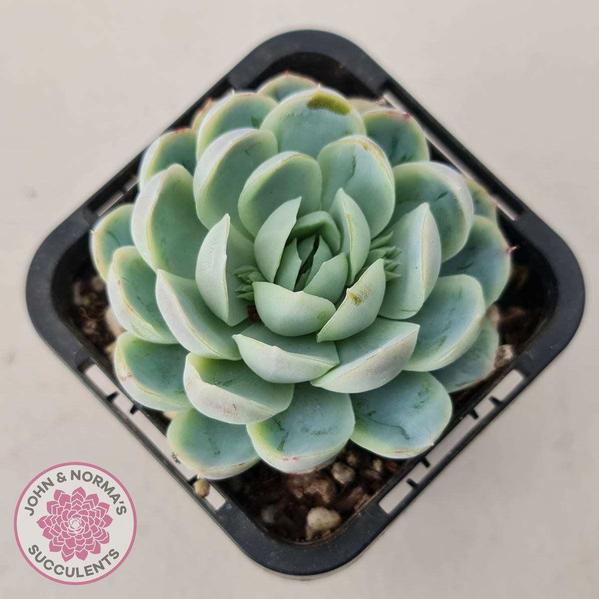 Echeveria elegans 'Mexican Snowball'