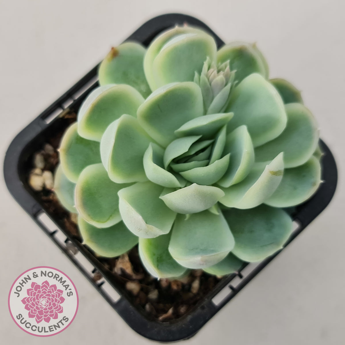 Echeveria elegans 'Mexican Snowball'