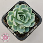 Echeveria elegans 'Mexican Snowball'