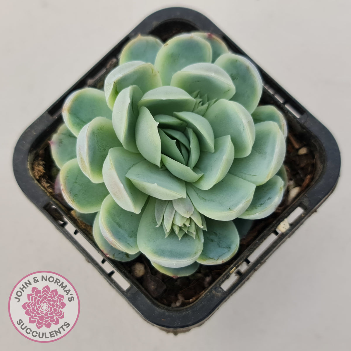Echeveria elegans 'Mexican Snowball'