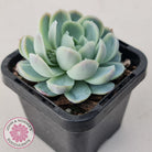 Echeveria elegans 'Mexican Snowball'