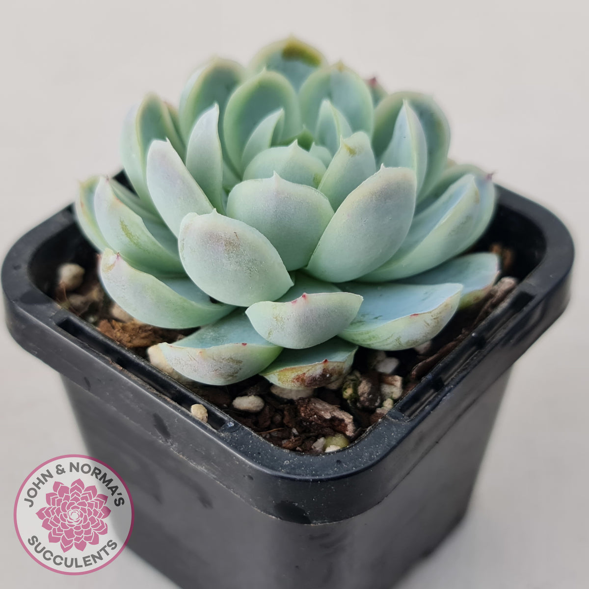 Echeveria elegans 'Mexican Snowball'