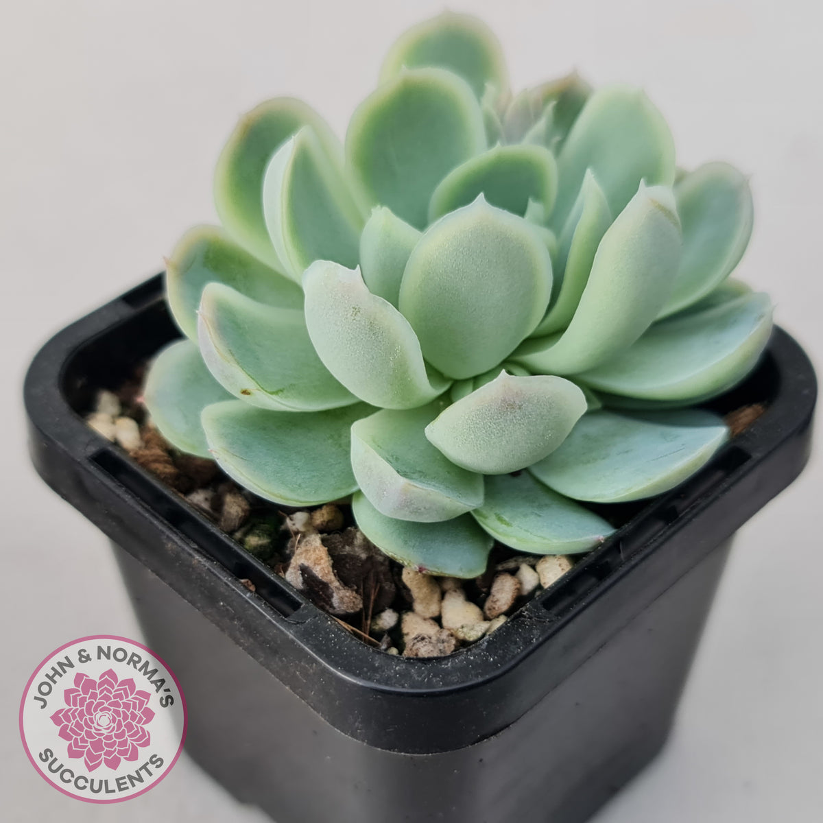Echeveria elegans 'Mexican Snowball'