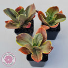Echeveria fimbriata variegated