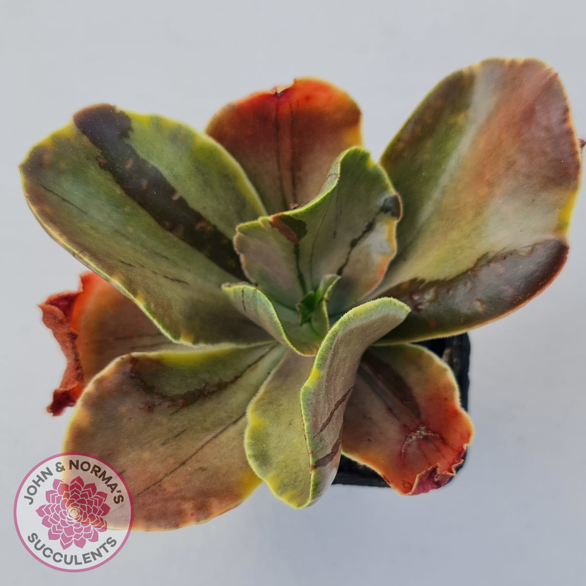 Echeveria fimbriata variegated