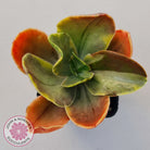 Echeveria fimbriata variegated