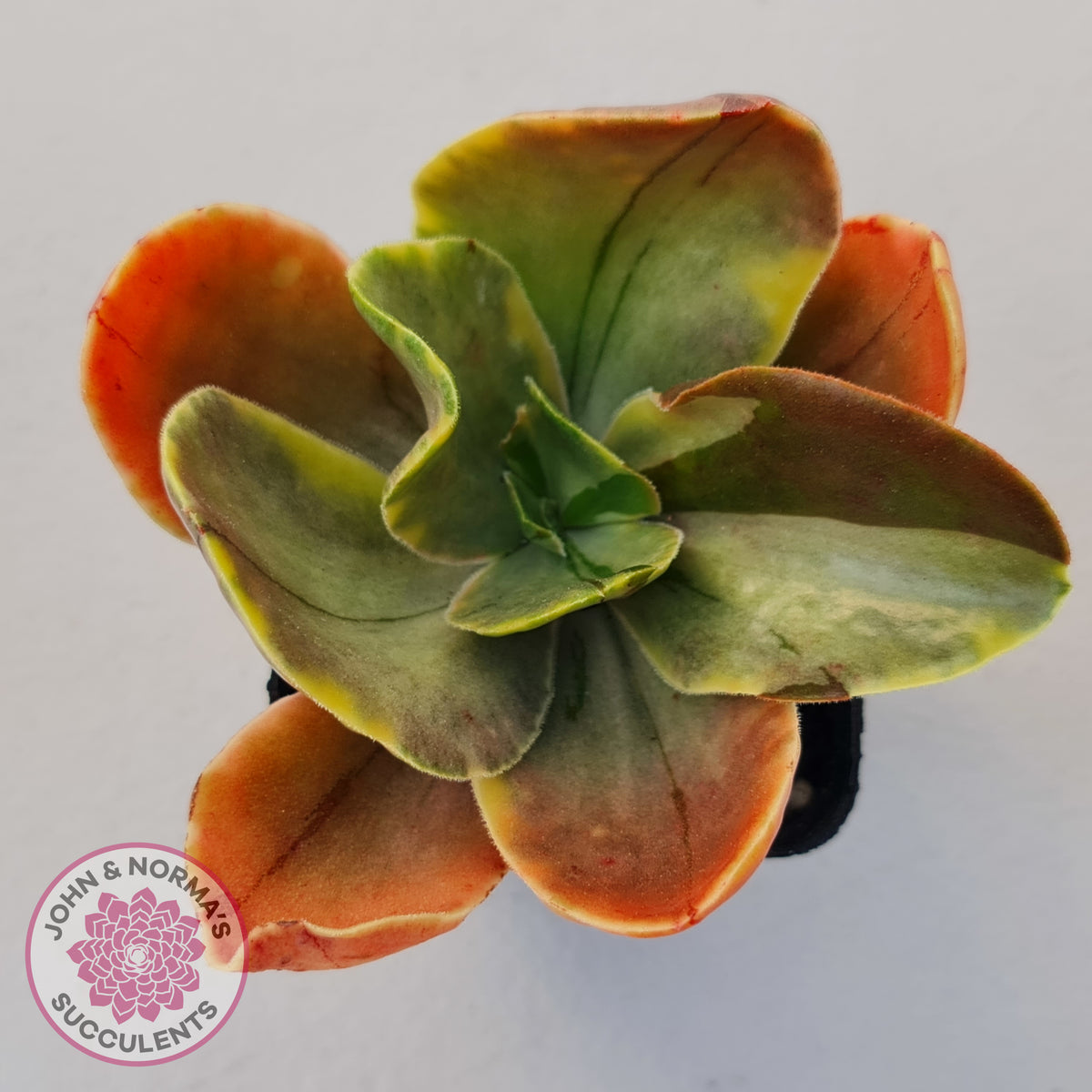 Echeveria fimbriata variegated