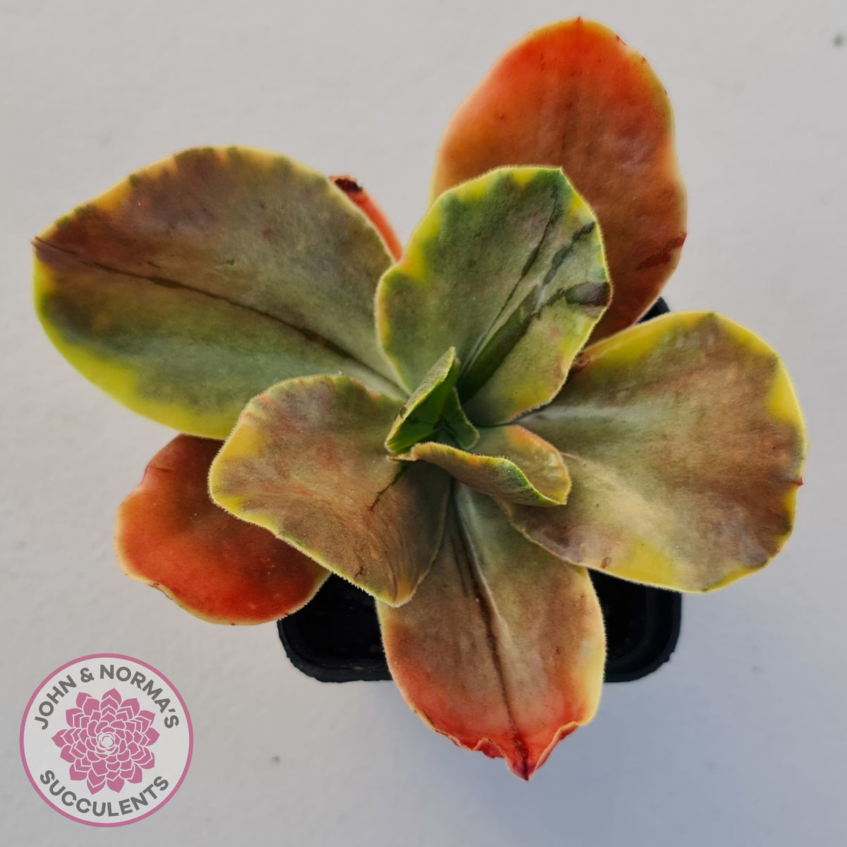 Echeveria fimbriata variegated
