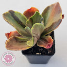 Echeveria fimbriata variegated