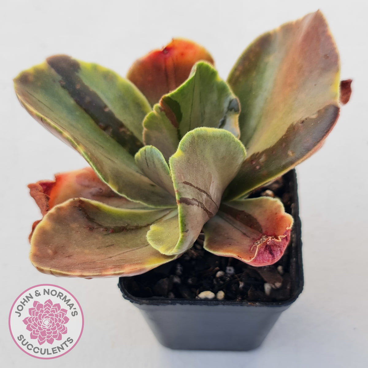 Echeveria fimbriata variegated