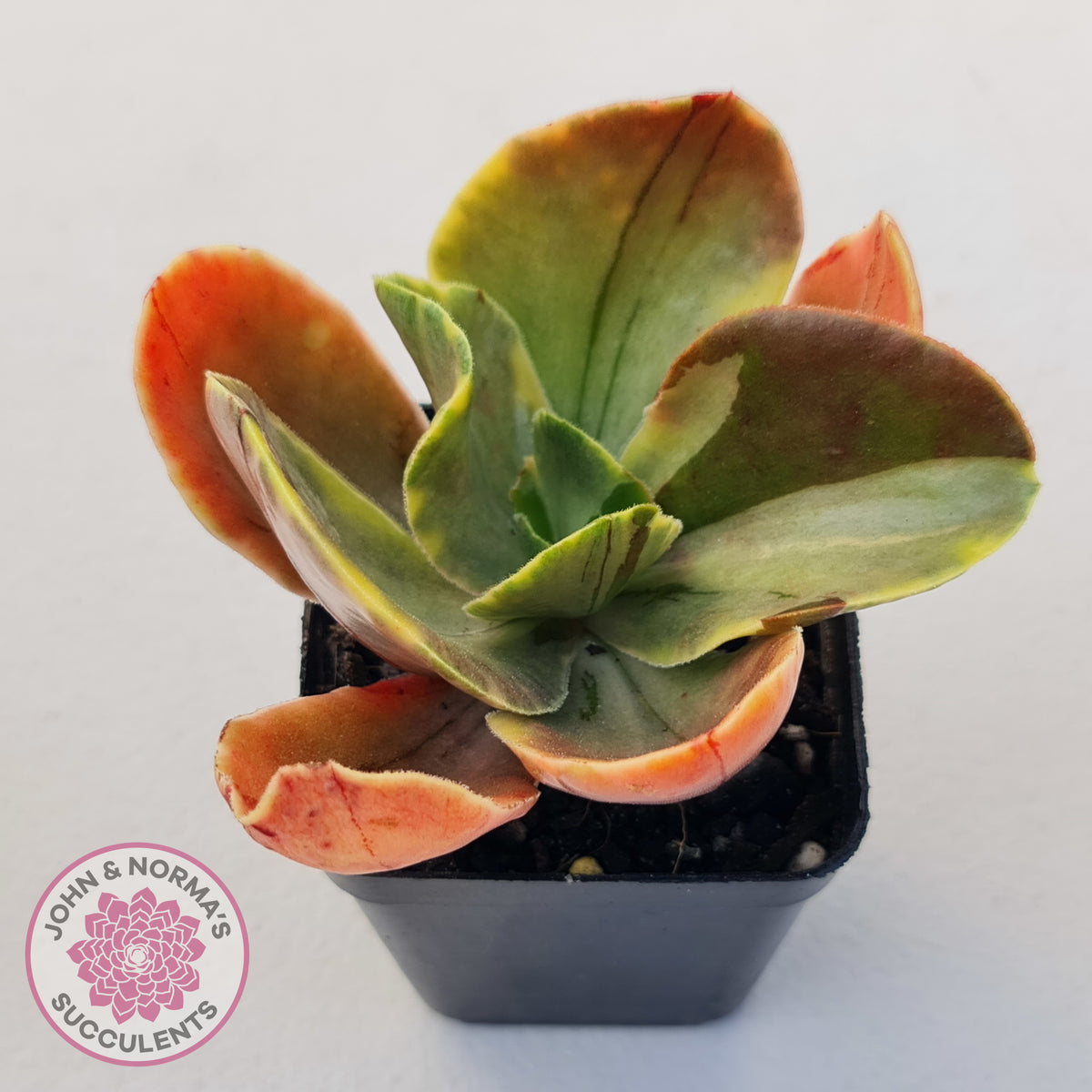 Echeveria fimbriata variegated