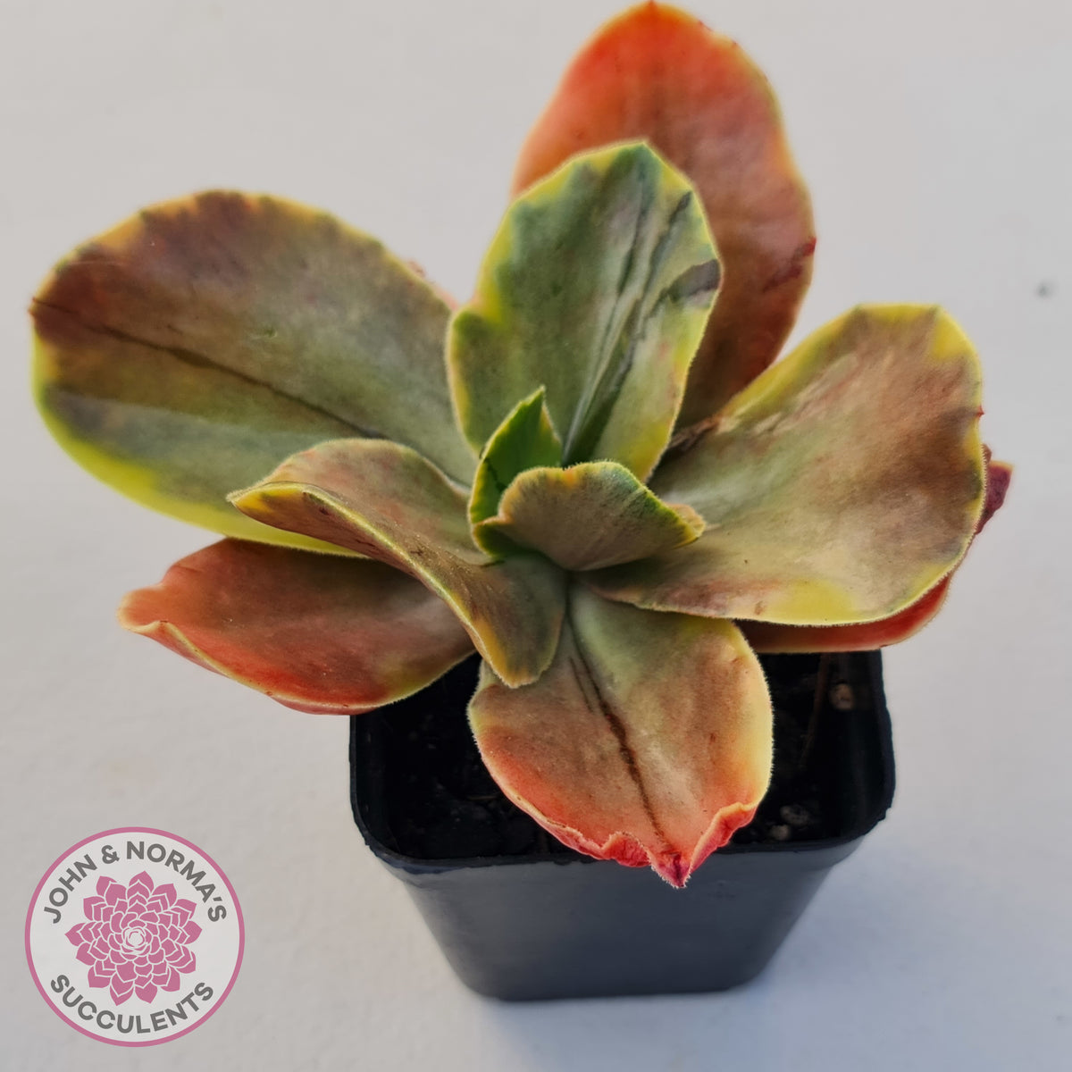 Echeveria fimbriata variegated