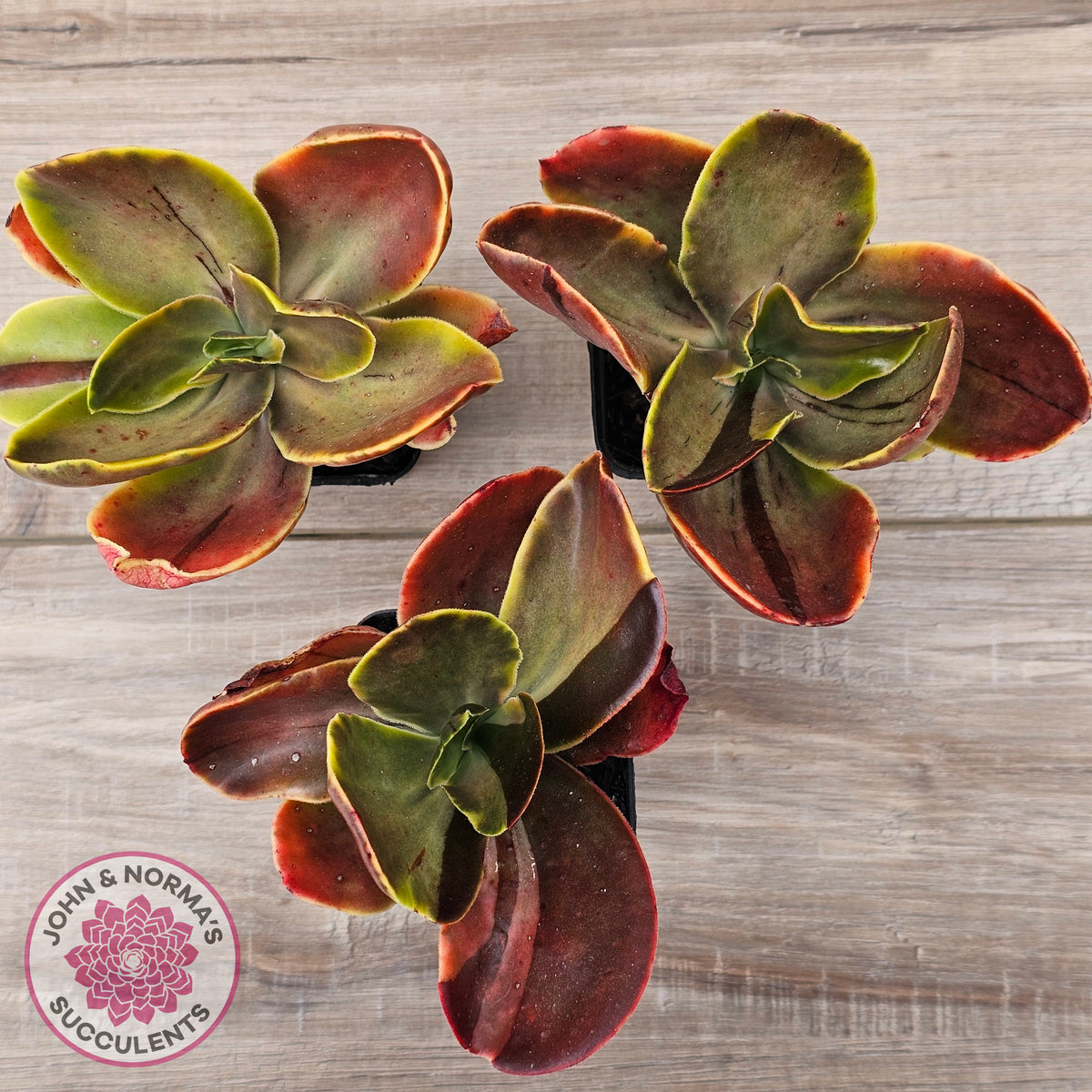Echeveria fimbriata variegated