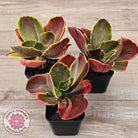Echeveria fimbriata variegated