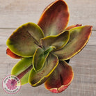 Echeveria fimbriata variegated