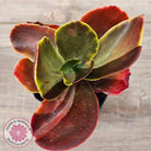 Echeveria fimbriata variegated