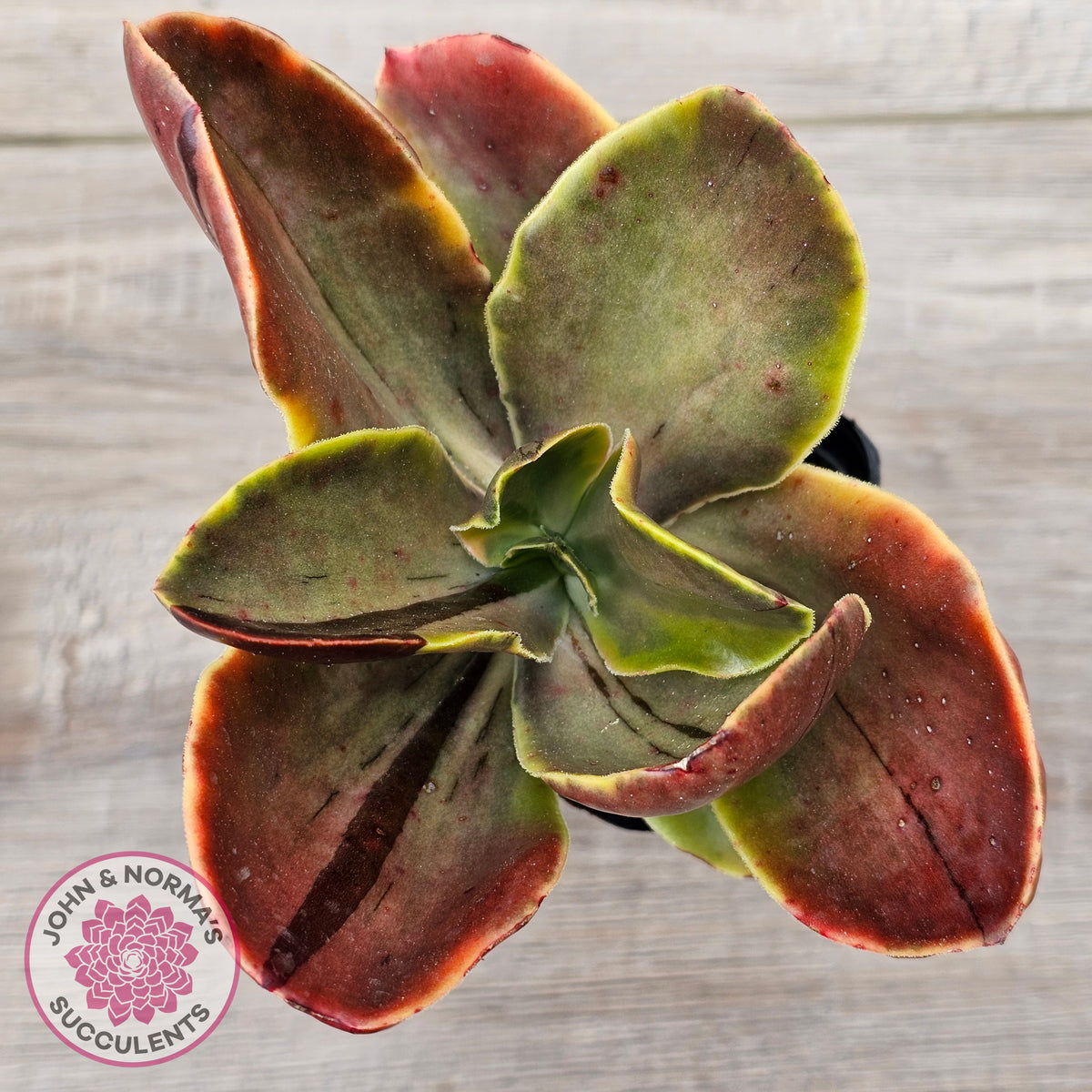Echeveria fimbriata variegated