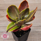 Echeveria fimbriata variegated