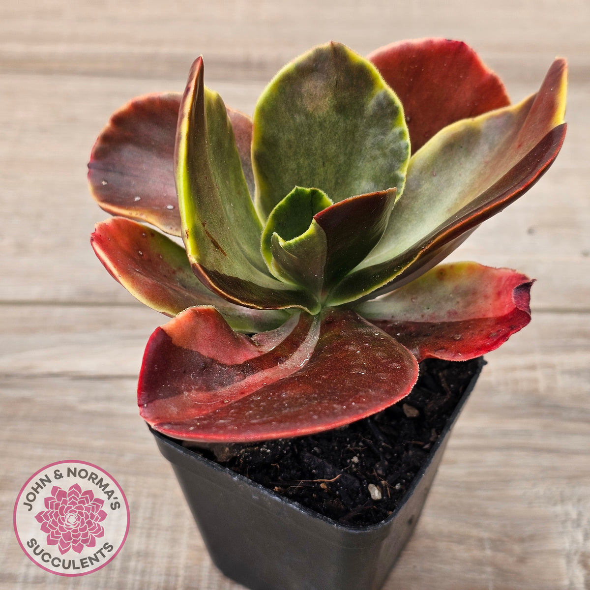 Echeveria fimbriata variegated