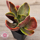 Echeveria fimbriata variegated