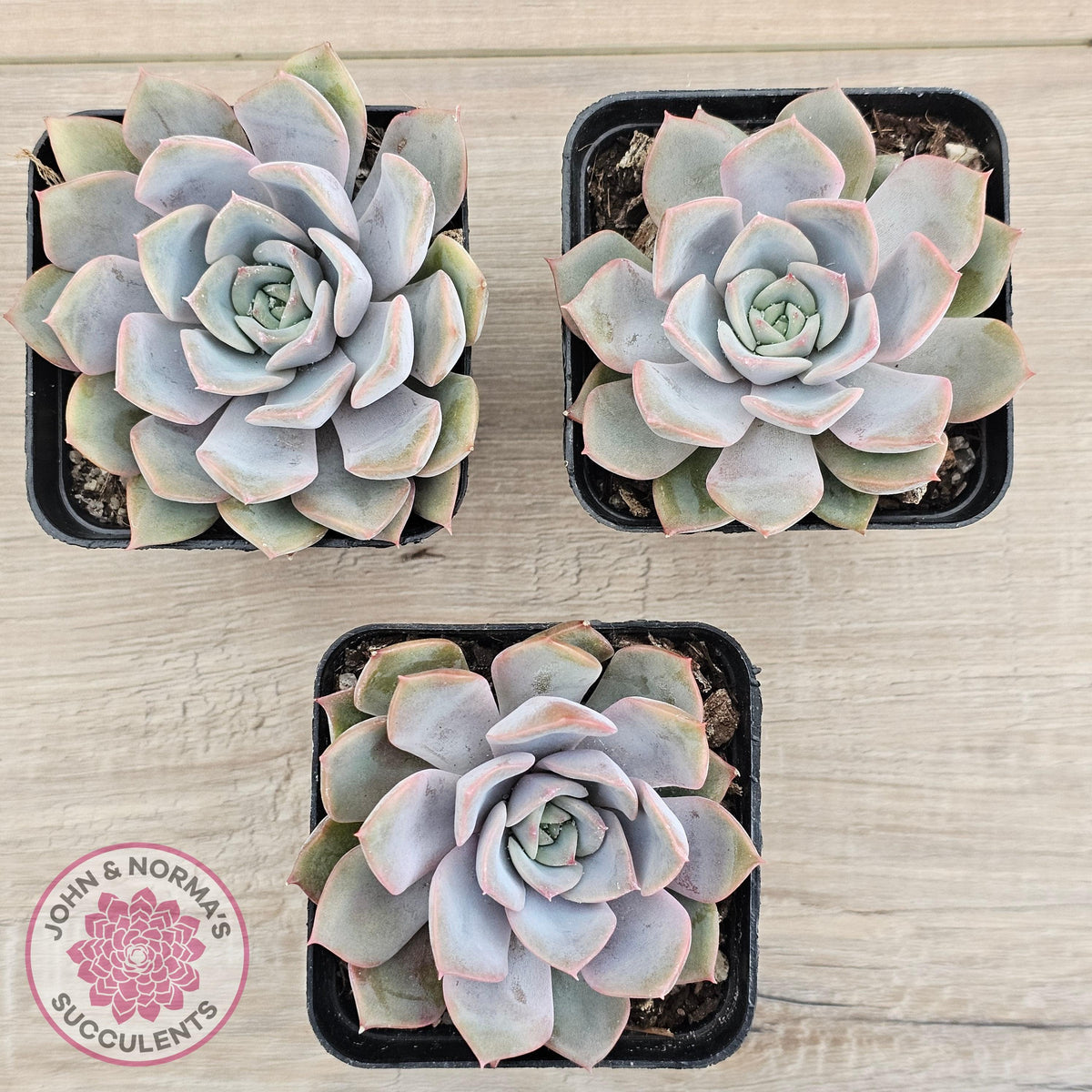 Echeveria 'Fiona'