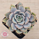 Echeveria 'Fiona'