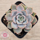 Echeveria 'Fiona'
