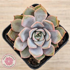 Echeveria 'Fiona'