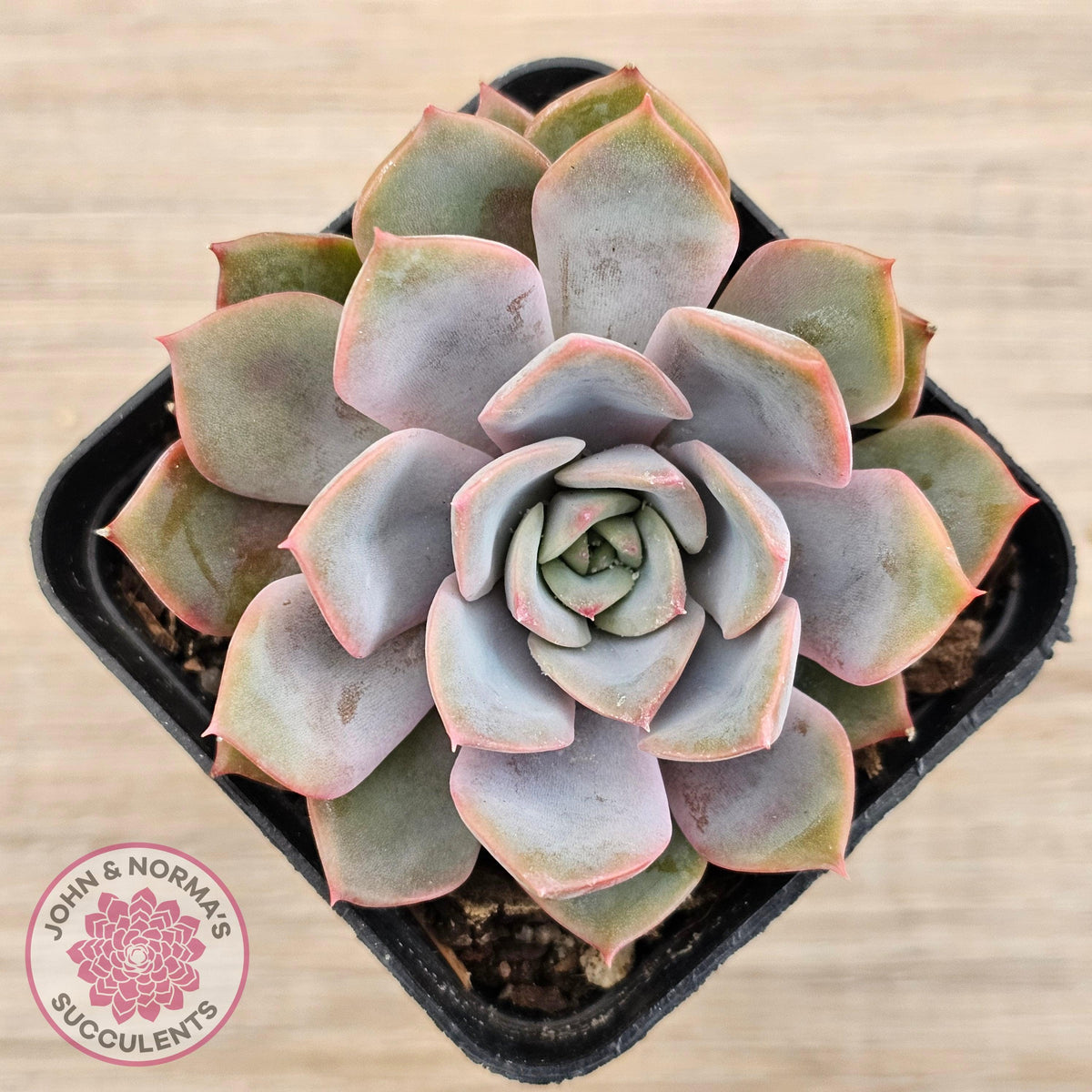 Echeveria 'Fiona'