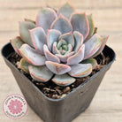 Echeveria 'Fiona'