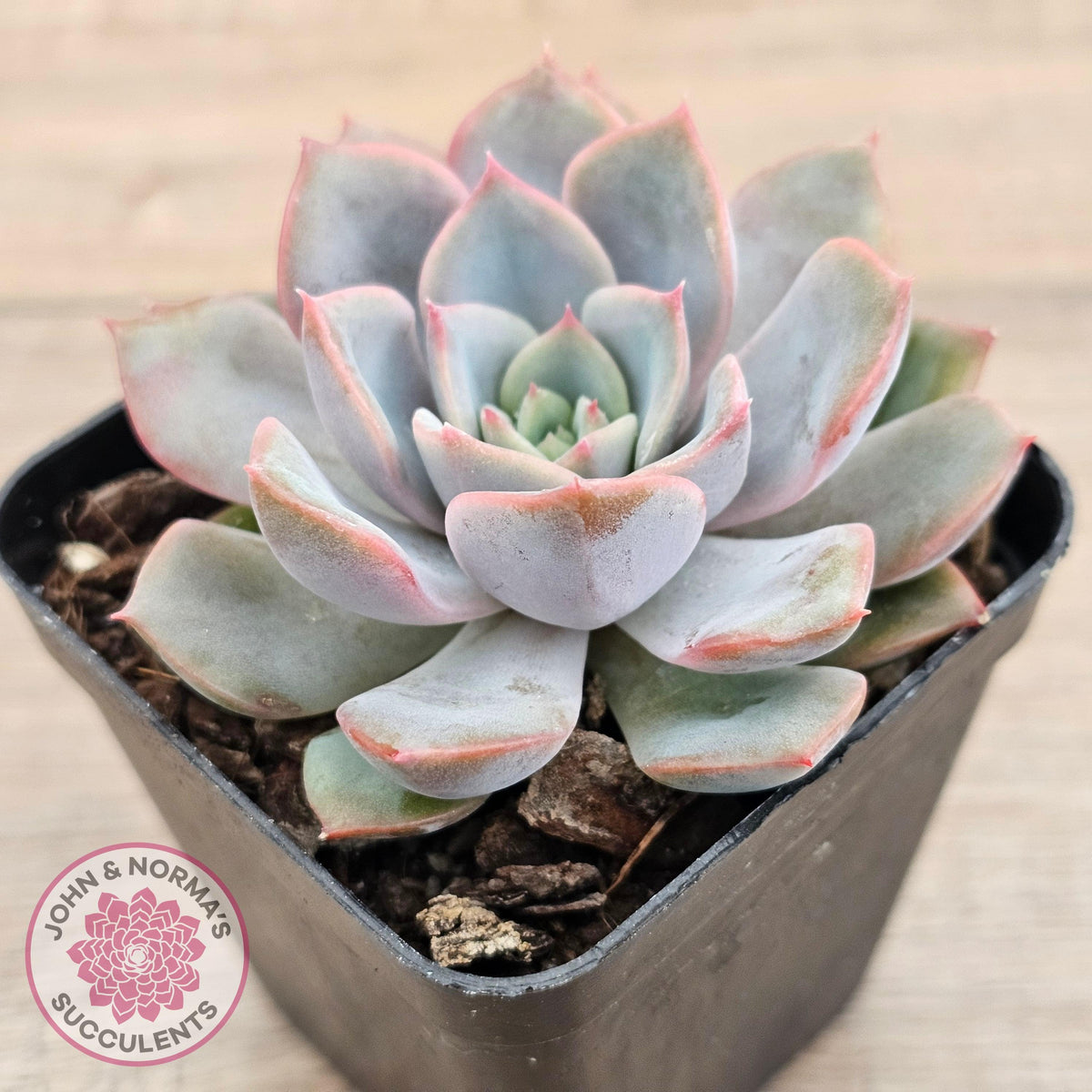 Echeveria 'Fiona'