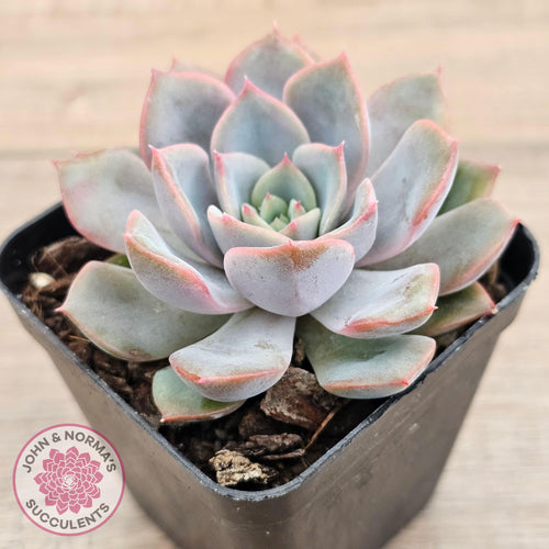 Echeveria 'Fiona' - John & Norma's Succulents Australia