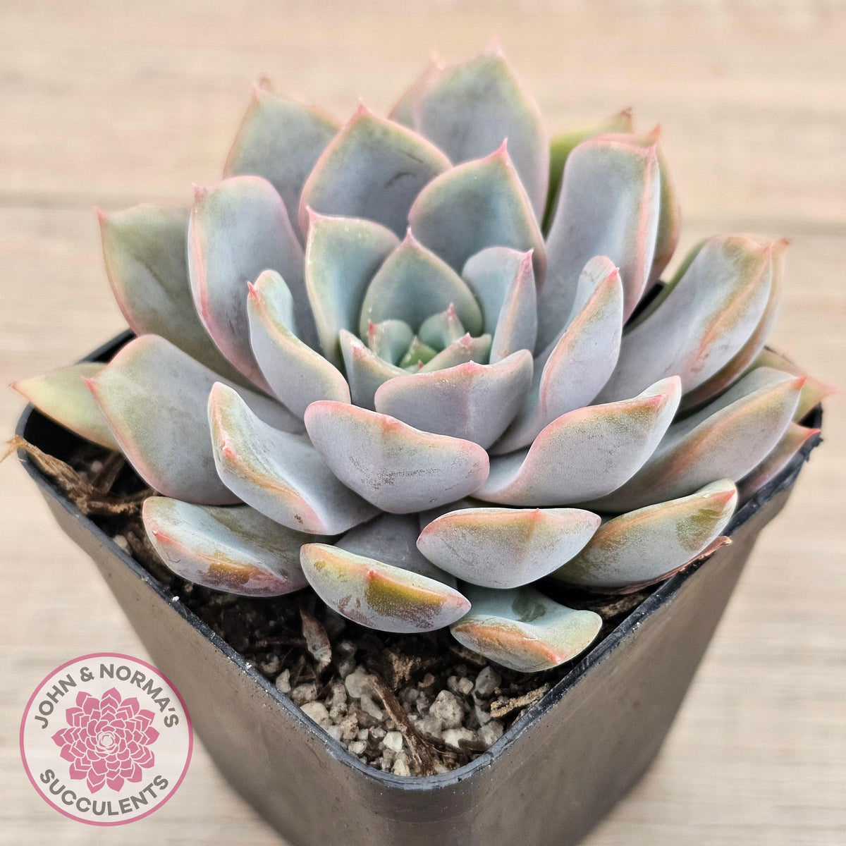 Echeveria 'Fiona'