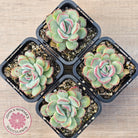 Echeveria haru urara Monstrose