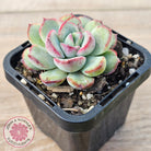 Echeveria haru urara Monstrose