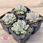 Echeveria haru urara Monstrose